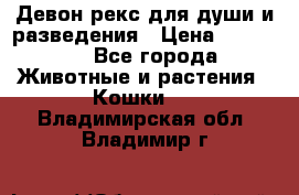 Девон рекс для души и разведения › Цена ­ 20 000 - Все города Животные и растения » Кошки   . Владимирская обл.,Владимир г.